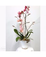 Pianta fiorita di Orchidea Phalaenopsis rosa in vaso di ceramica bianco