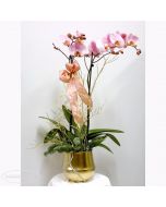 Pianta fiorita di Orchidea Phalaenopsis rosa in vaso di ottone lucido
