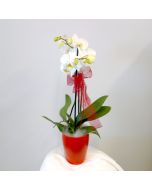 Pianta fiorita di Orchidea Phalaenopsis a fiore bianco in vaso di ceramica rossa