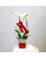 Orchidea in vaso design
