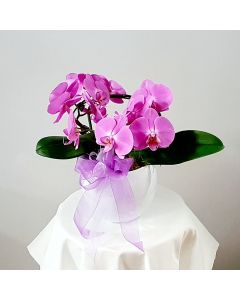 Pianta fiorita di orchidea lilla in vaso di ceramica bianca a boccia